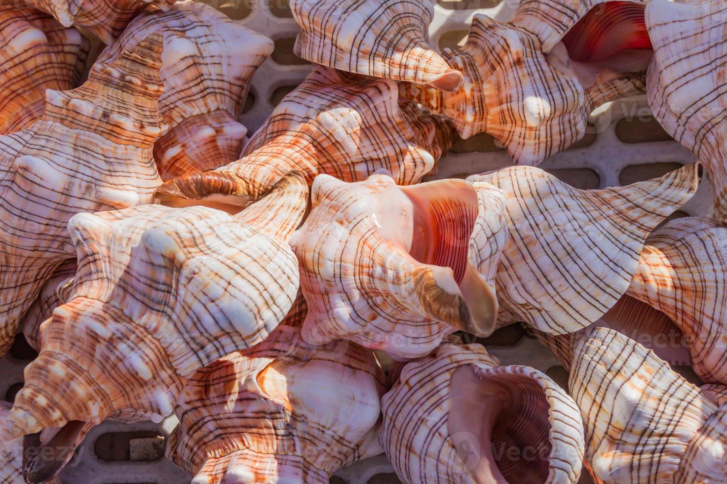 fondo de conchas marinas. un montón de conchas marinas apiladas juntas foto