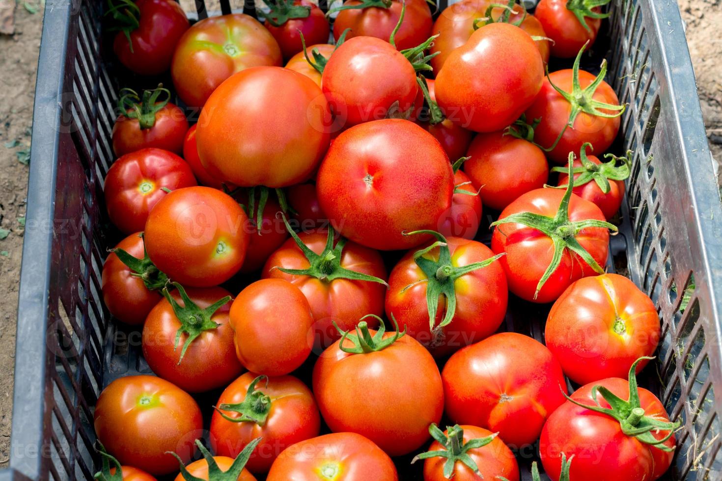 Fresh harvest of organic tomatoes in a box. New crop of tasty vegetables j photo