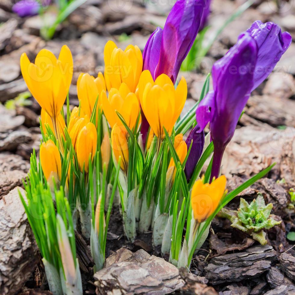 coloridas flores de azafrán moradas y amarillas que florecen en un soleado día de primavera en el jardín foto