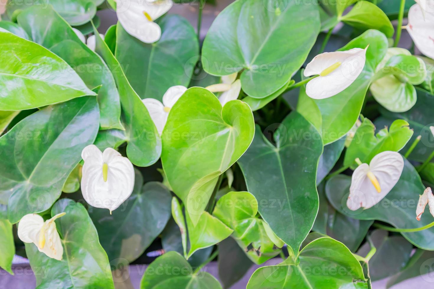 Spathiphyllum green foliage background. Top view of white flowers and green leaves photo