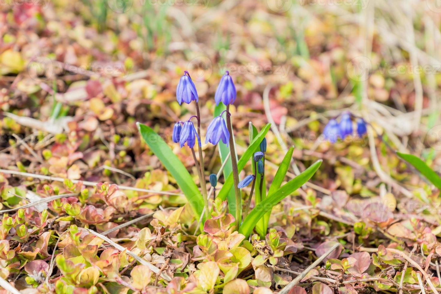 Blue scilla siberica - first spring garden. photo