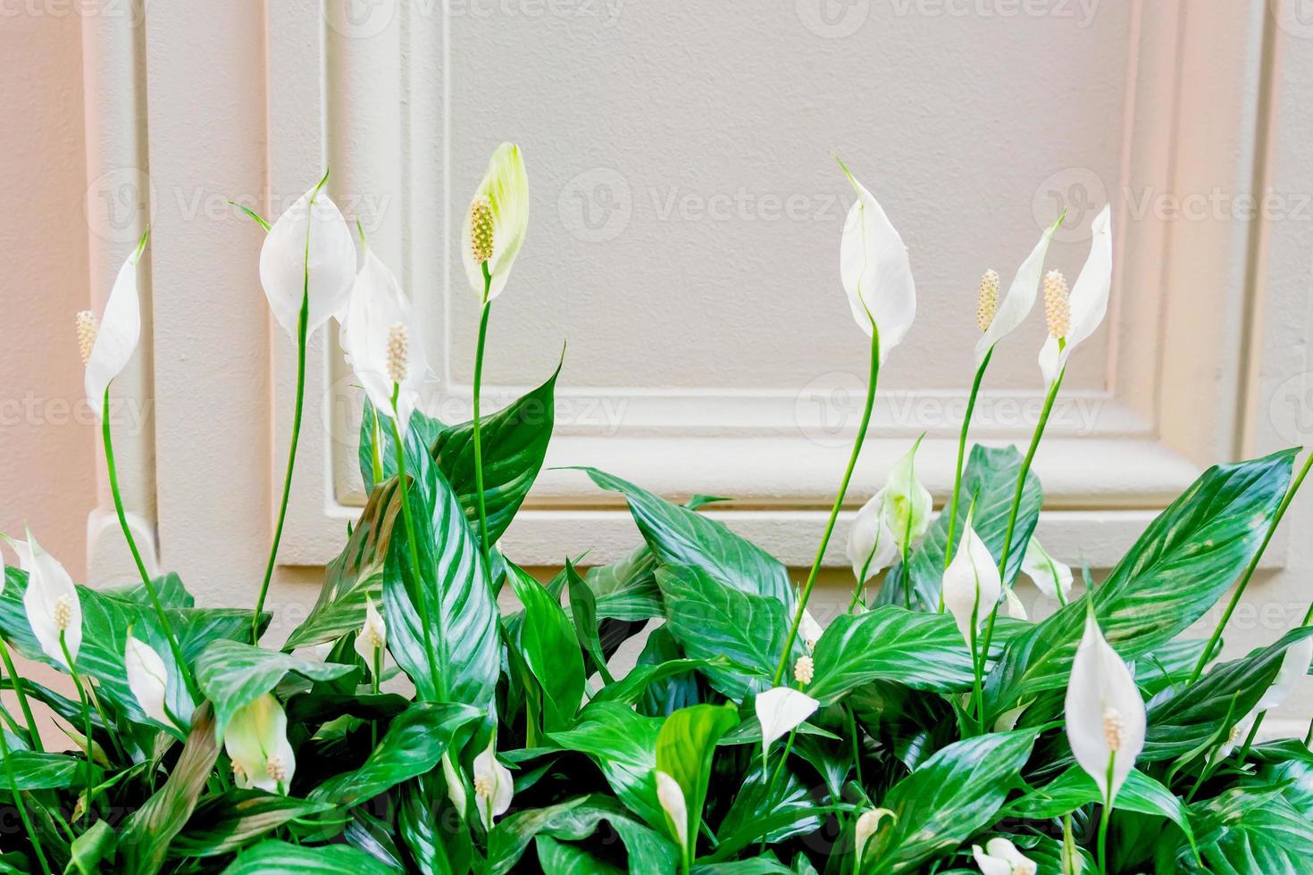 Evergreen plant spathiphyllum. White flowers and green leaves photo