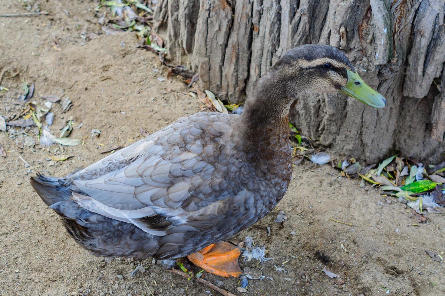 close up of black duck walking on the farm photo