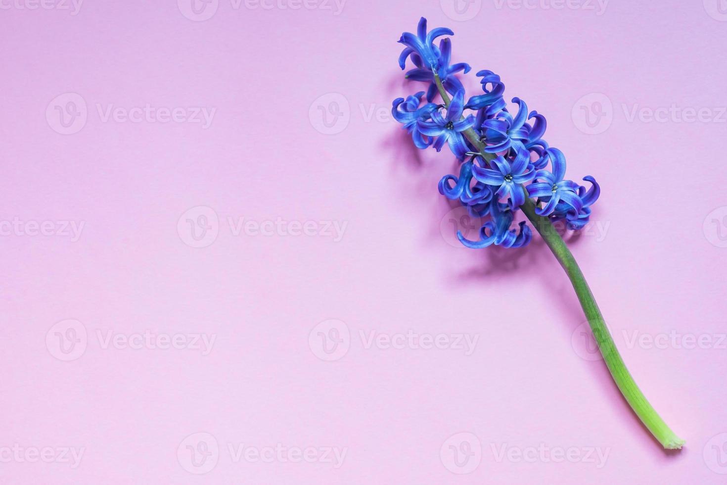 blue hyacint flower on pastel purple gradient background. Flat lay, top view, copy space photo