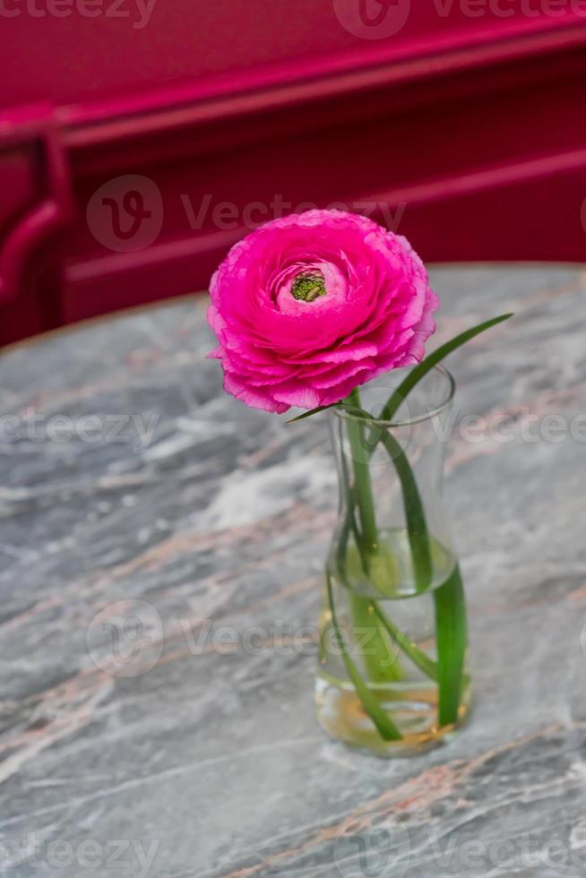 Ranunculus asiaticus or Persian buttercup. Blooming tender Pink flower in glass vase on marble table. photo