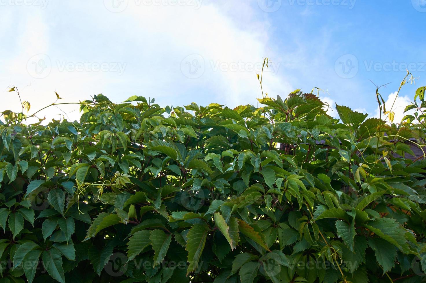 green leaves of wild grapes on a fence. Natural background with copy space photo