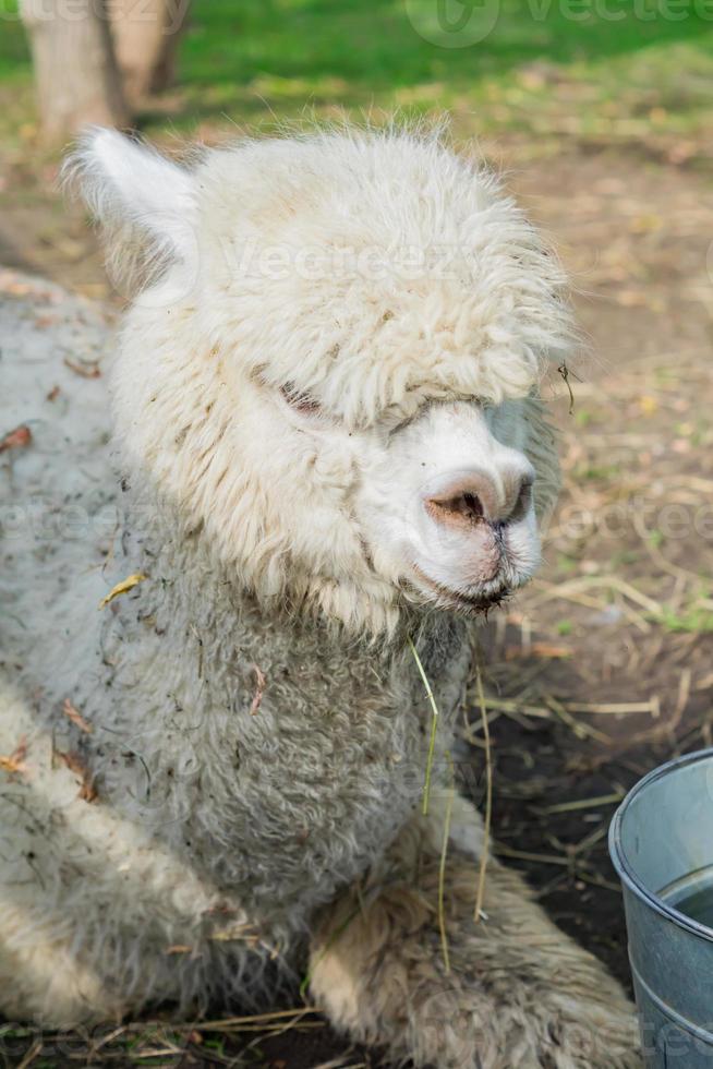 Portrait of dirty white alpaca at the farm photo