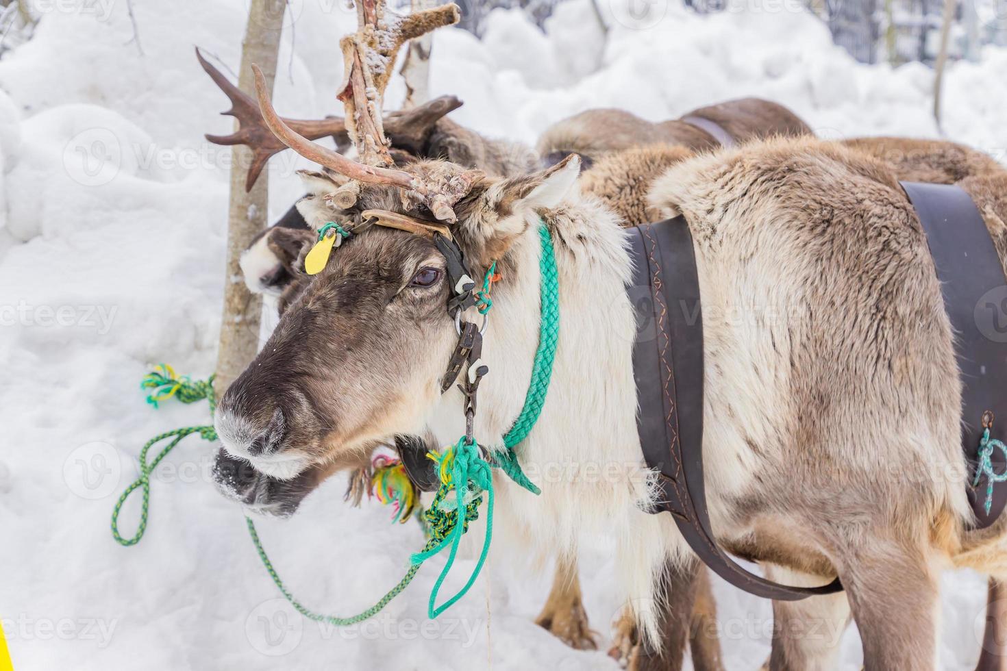 portrait of reindeer sledding in winter forest. photo