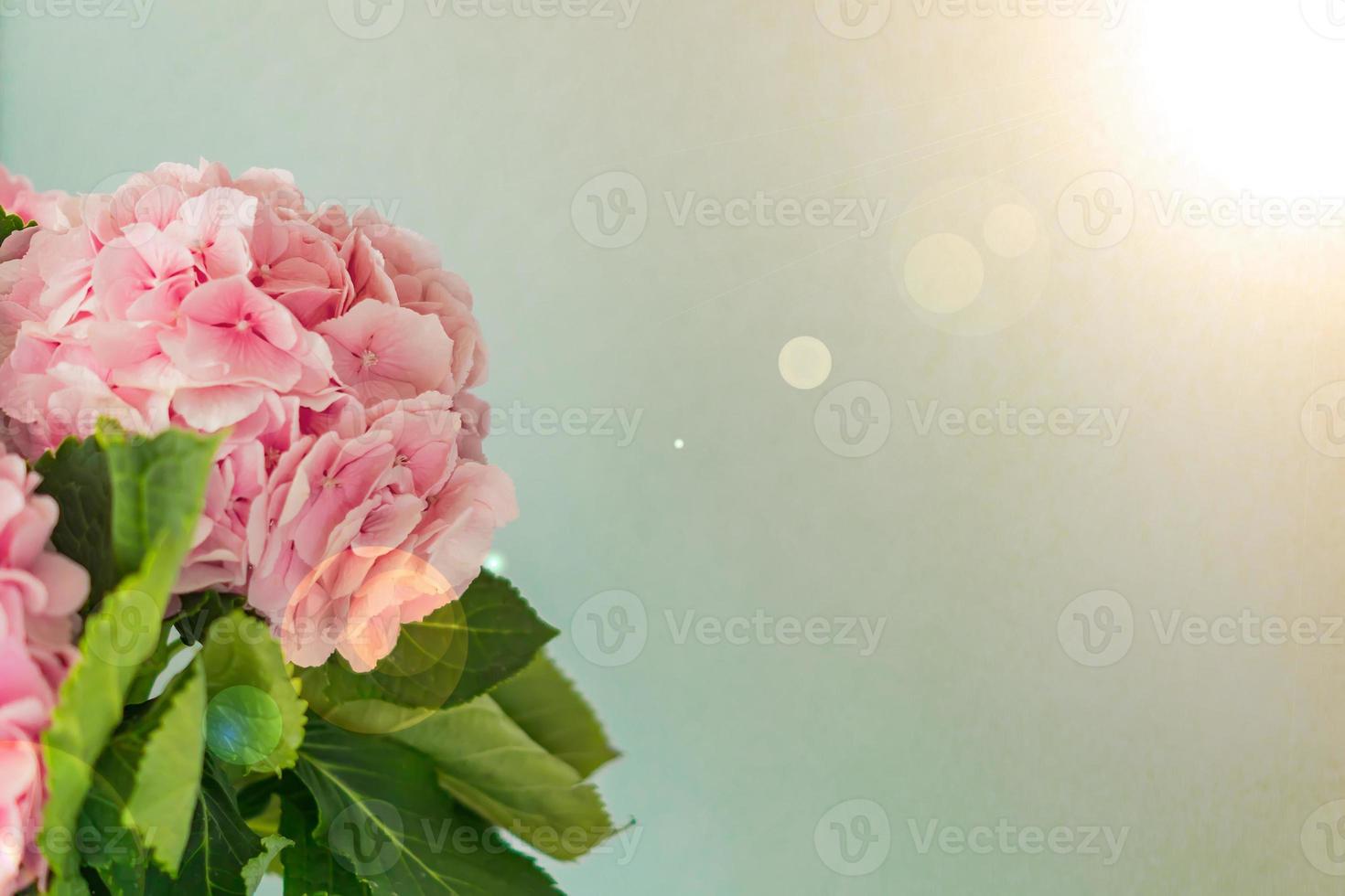beautiful blooming pink hydrangea flowers on blue background with copy space photo