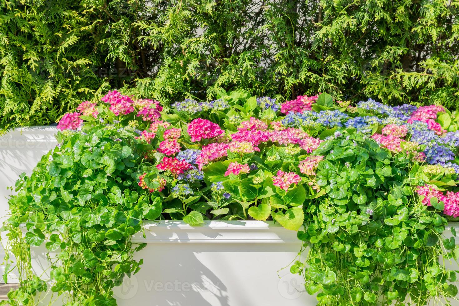 pink and blue blooming hydrangea in a flower bed. Natural floral background with copy space photo