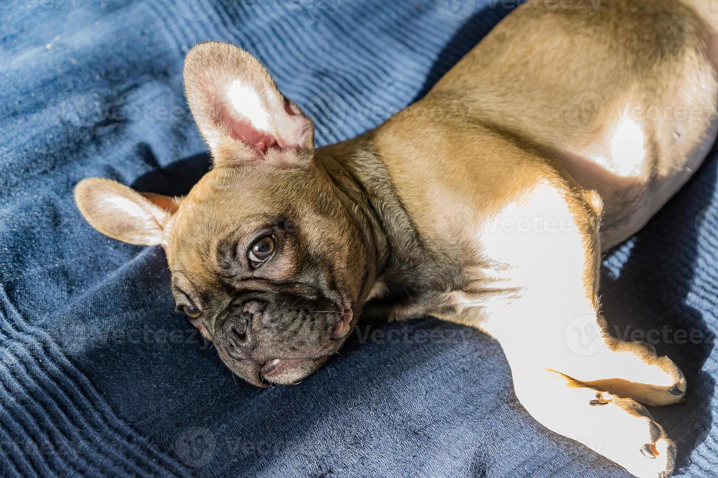 portrait picture of a French Bulldog puppy who lies on a bad photo