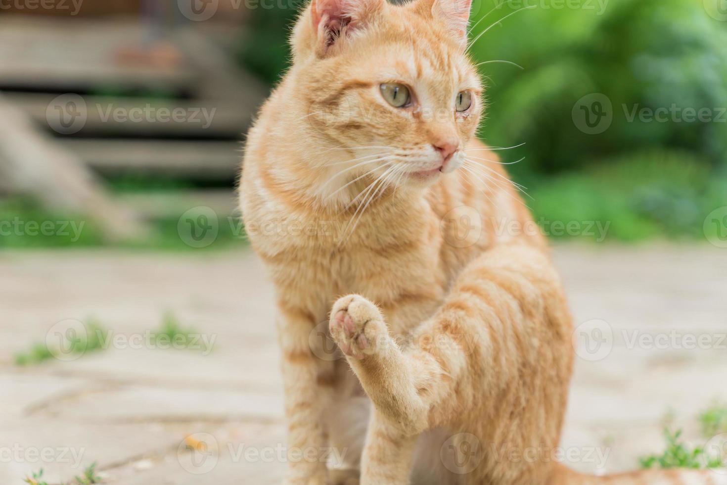 stray ginger cat sitting on the road 10607597 Stock Photo at Vecteezy