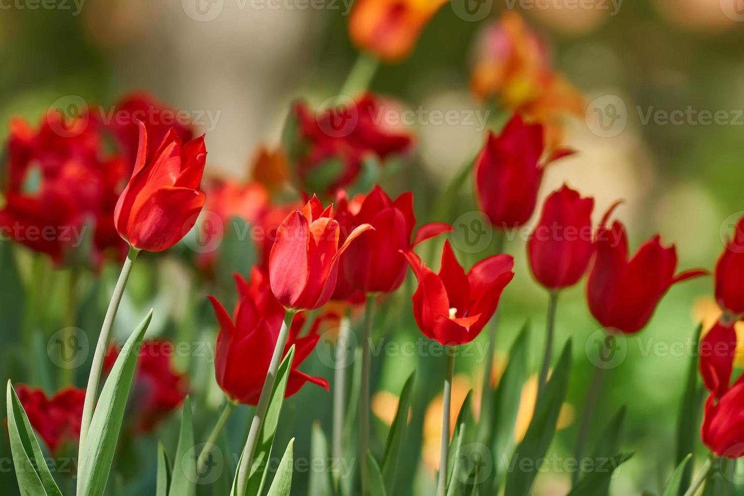 Beautiful red tulip fields in spring, natural background photo
