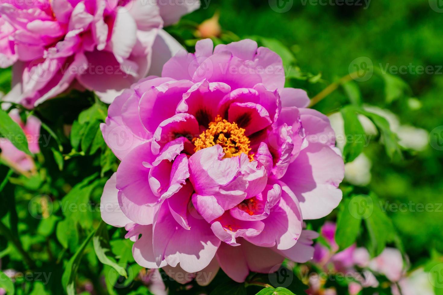 close up of beautiful blooming pink tree peony in the garden in a sunny day. photo