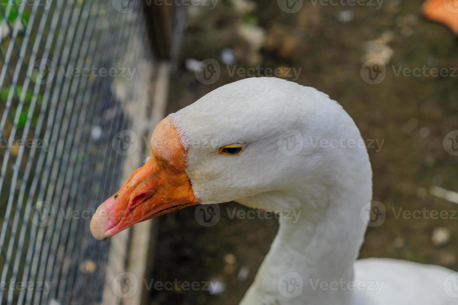 close up of white goose head portrait with orange beak photo