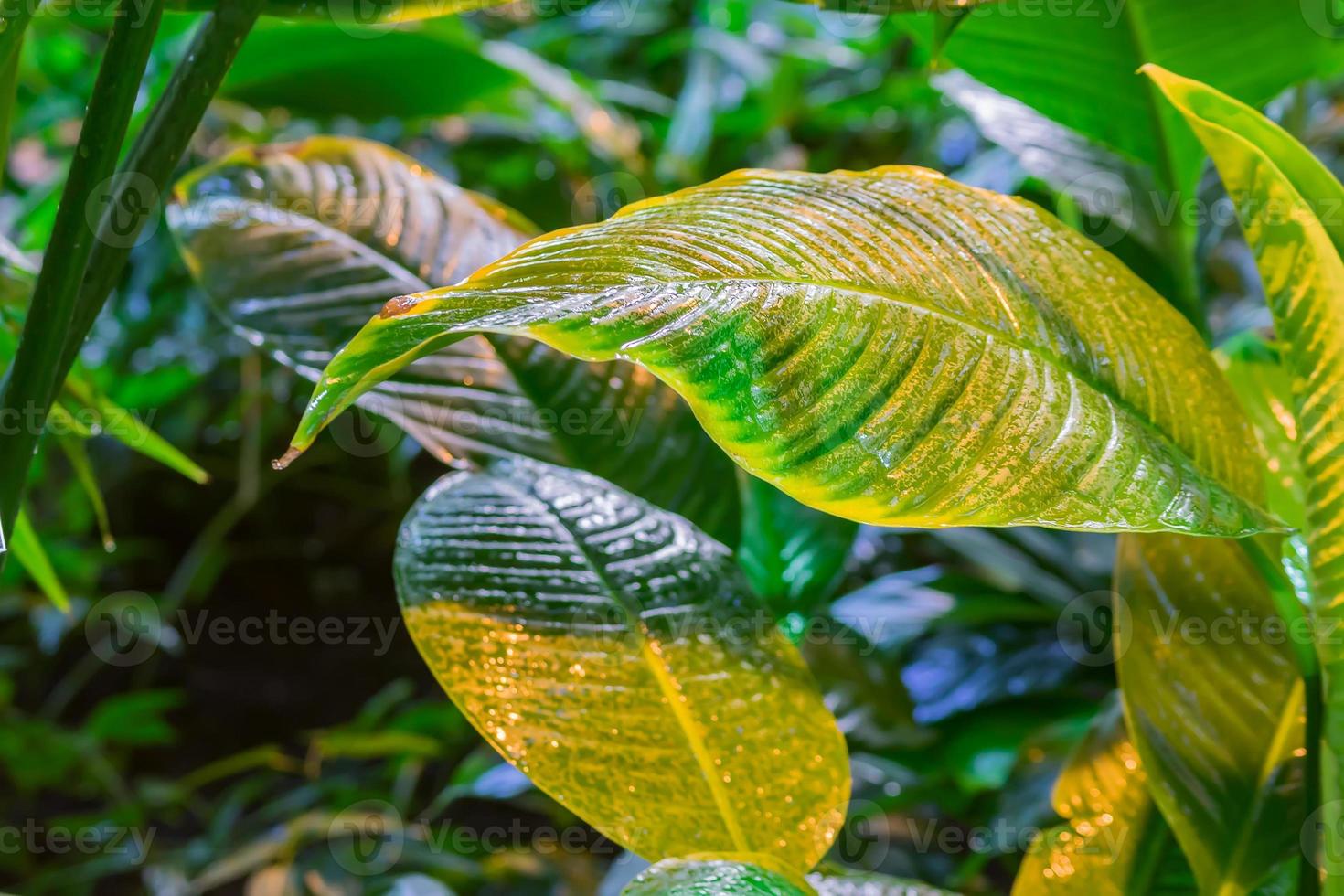 tropical leaves after the rain. Jungle nature background. photo