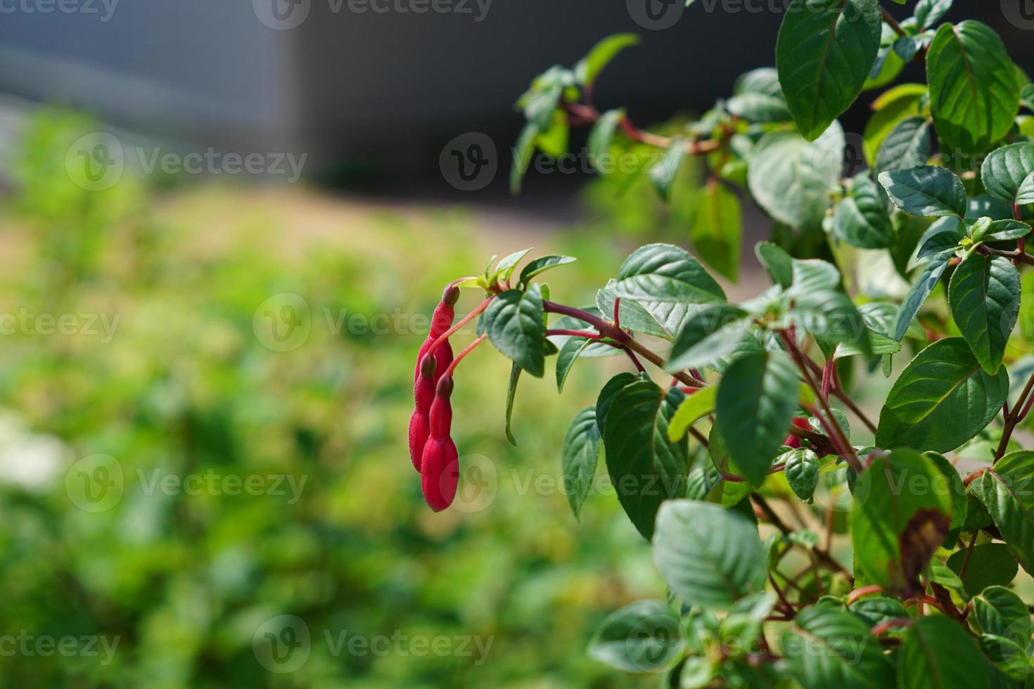 capullos de flor fucsia en el jardín, de cerca foto