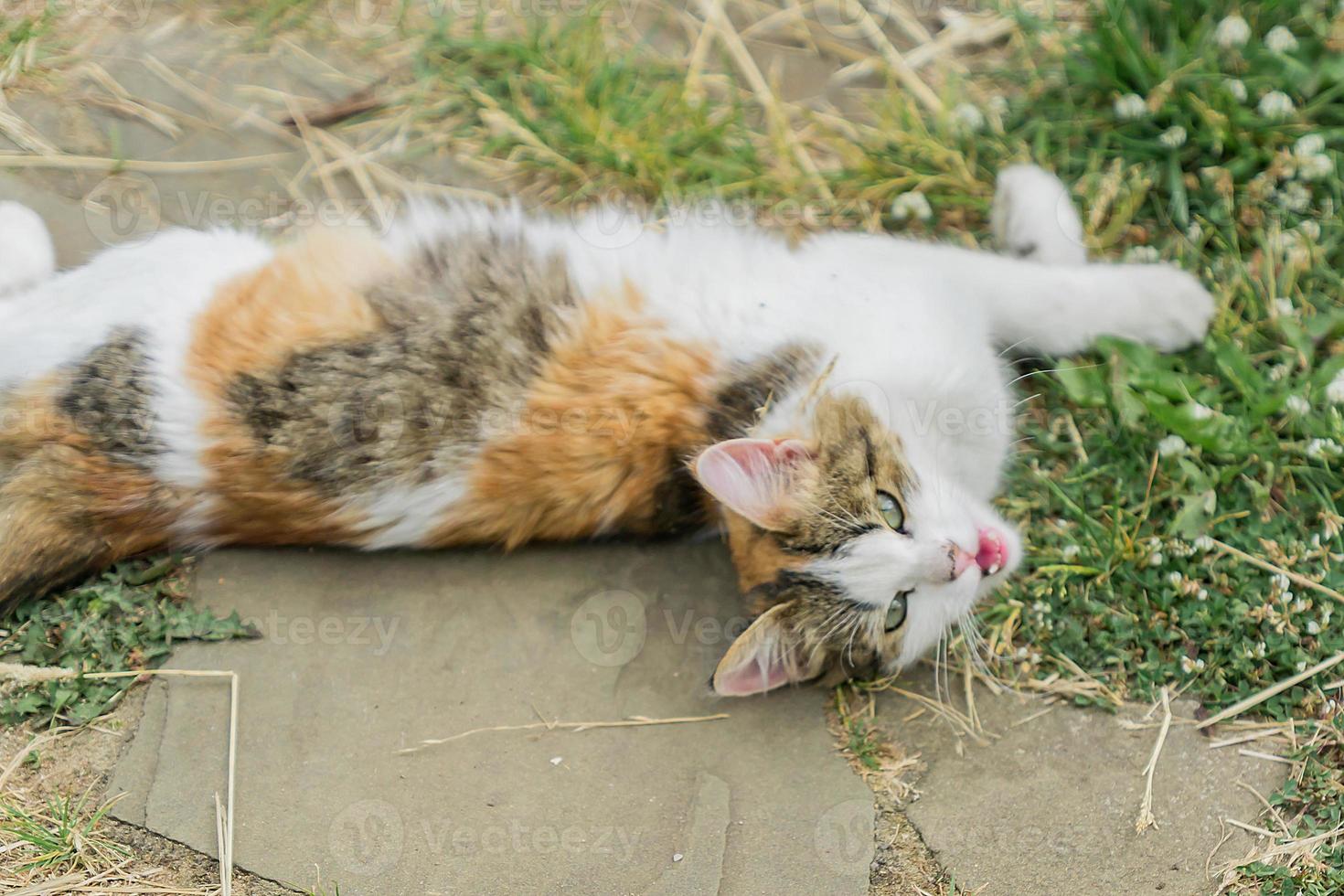 stray cat lying on the ground photo