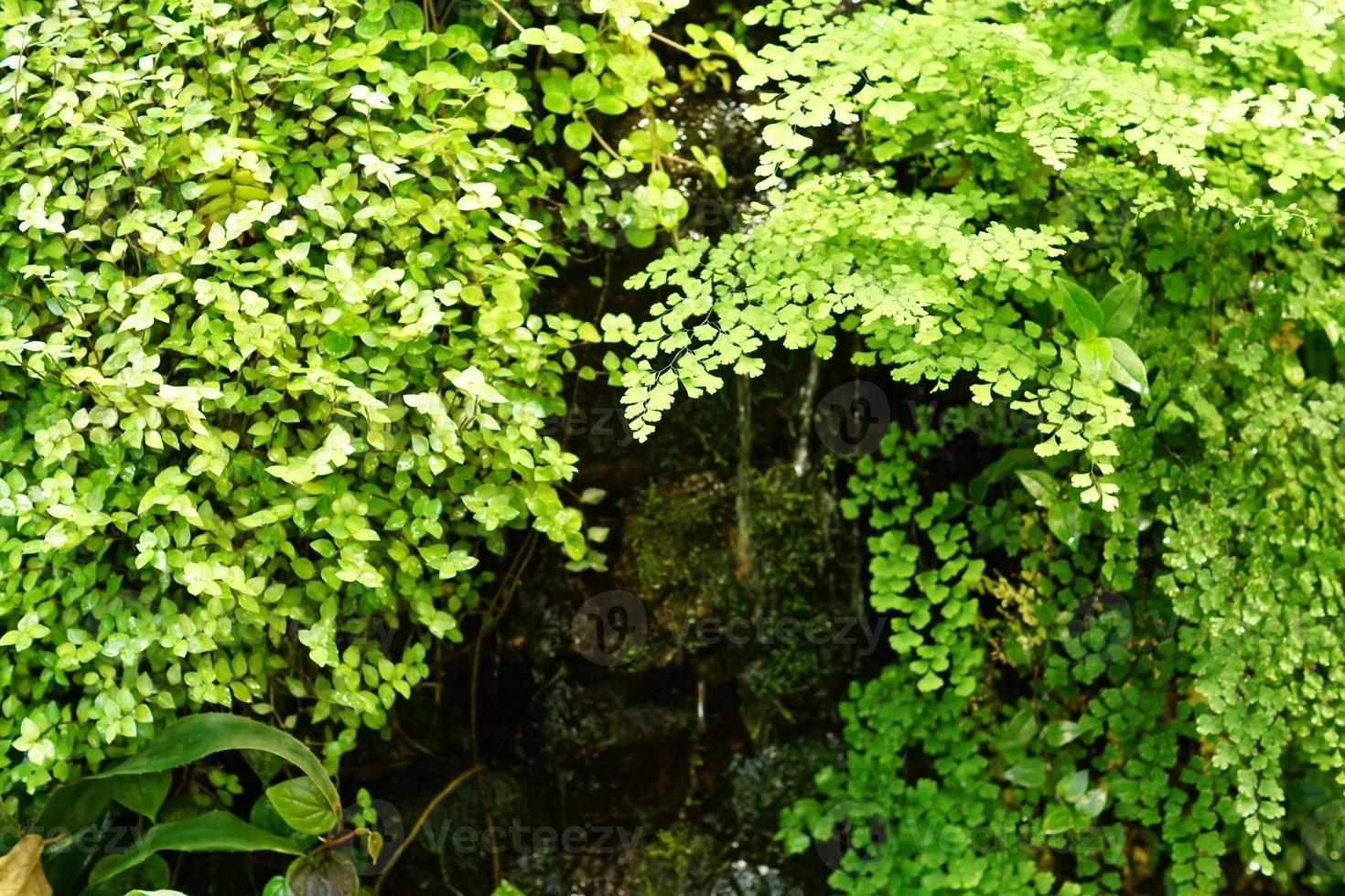artificial mini waterfall among green tropical plants photo