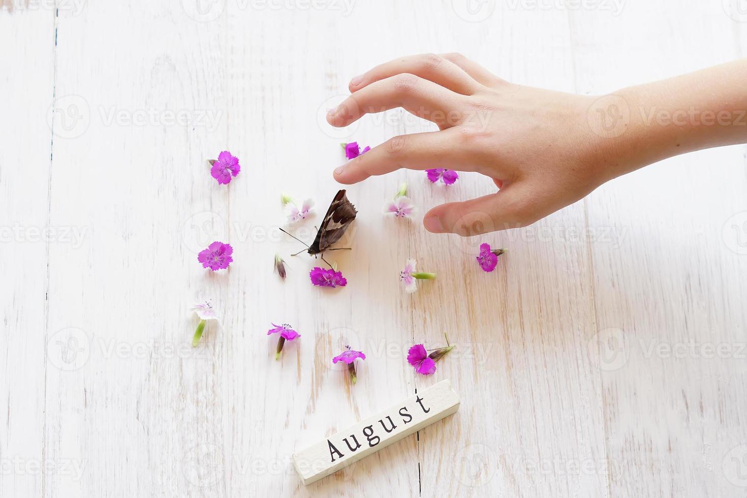 child's hand touching butterfly. Wooden background with august sign and willow herb flowers photo