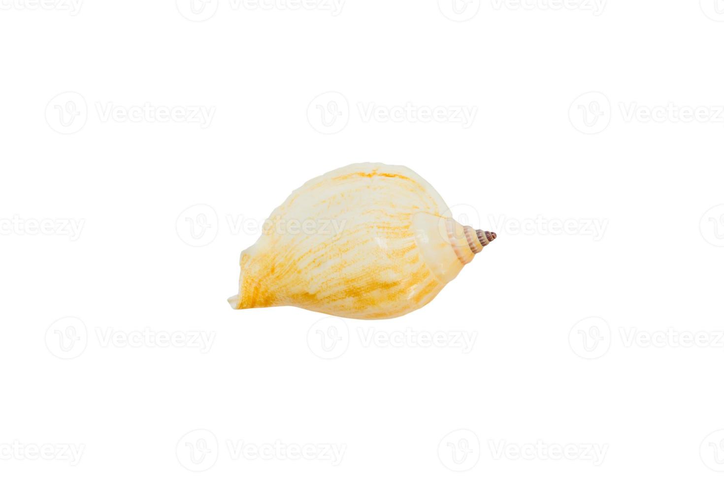 marine sea shell isolated on white background photo