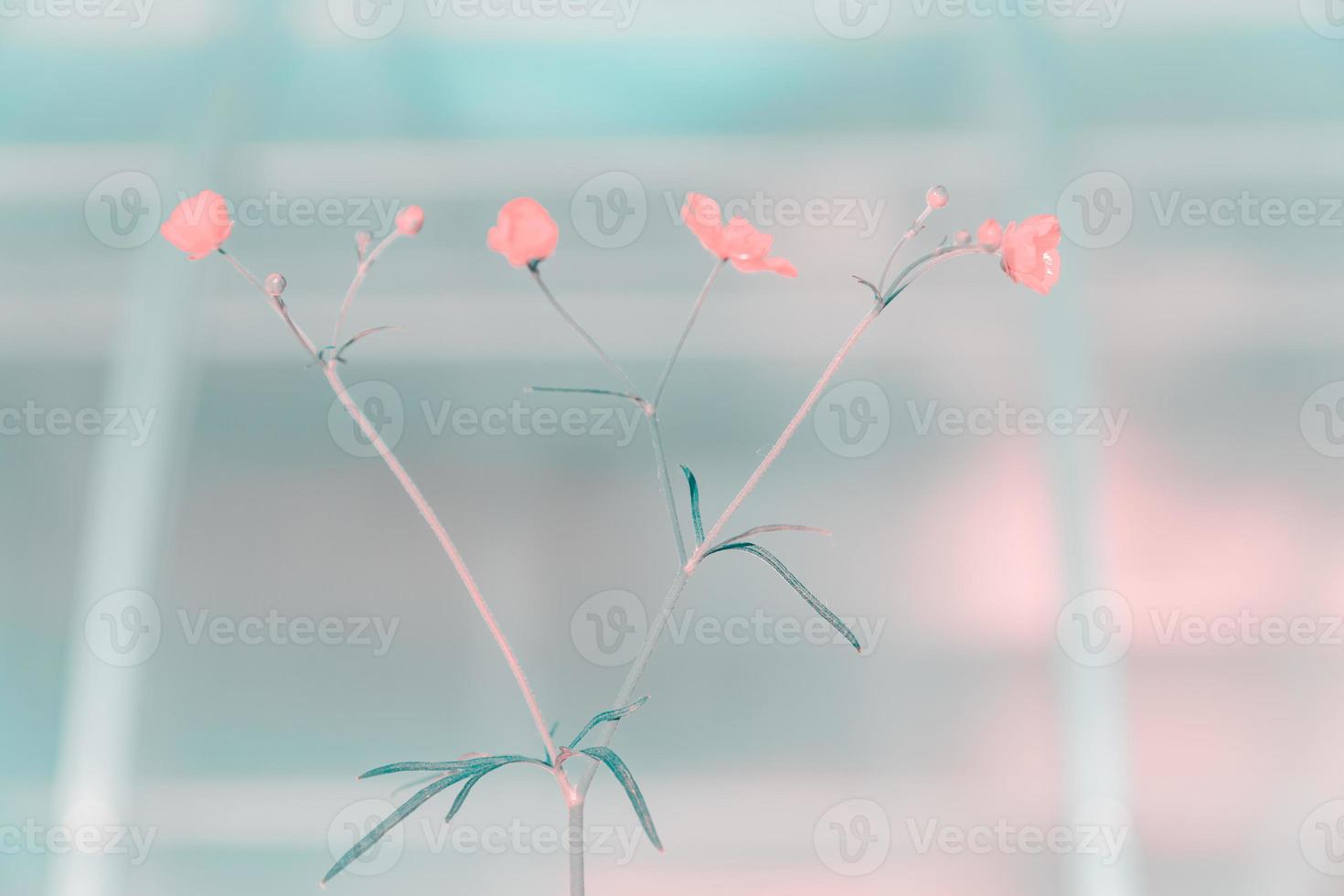 Beautiful yellow wild buttercup flowers toned photo