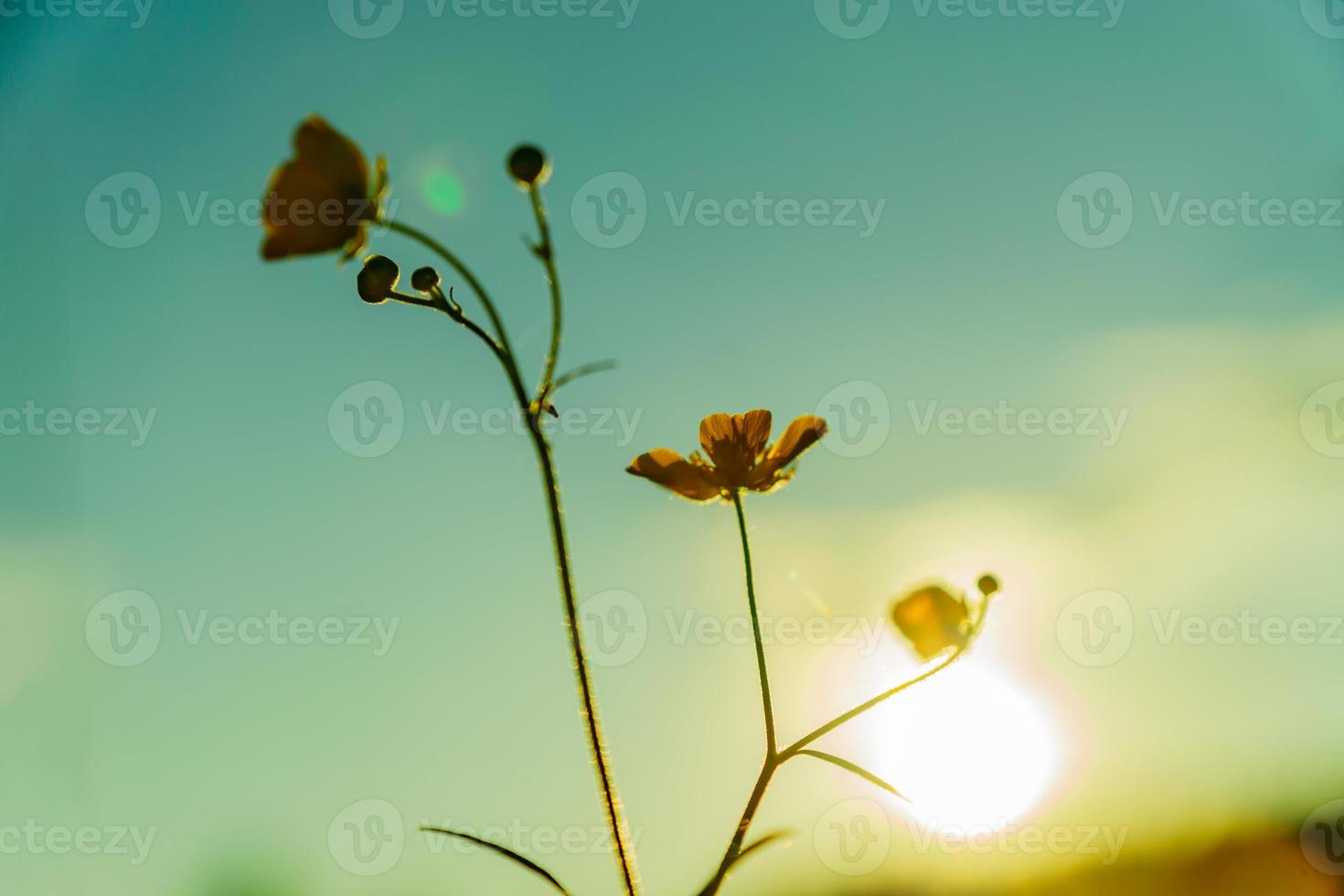 hermosas flores silvestres amarillas flores de ranúnculo a la luz del atardecer. fondo de la naturaleza. foto