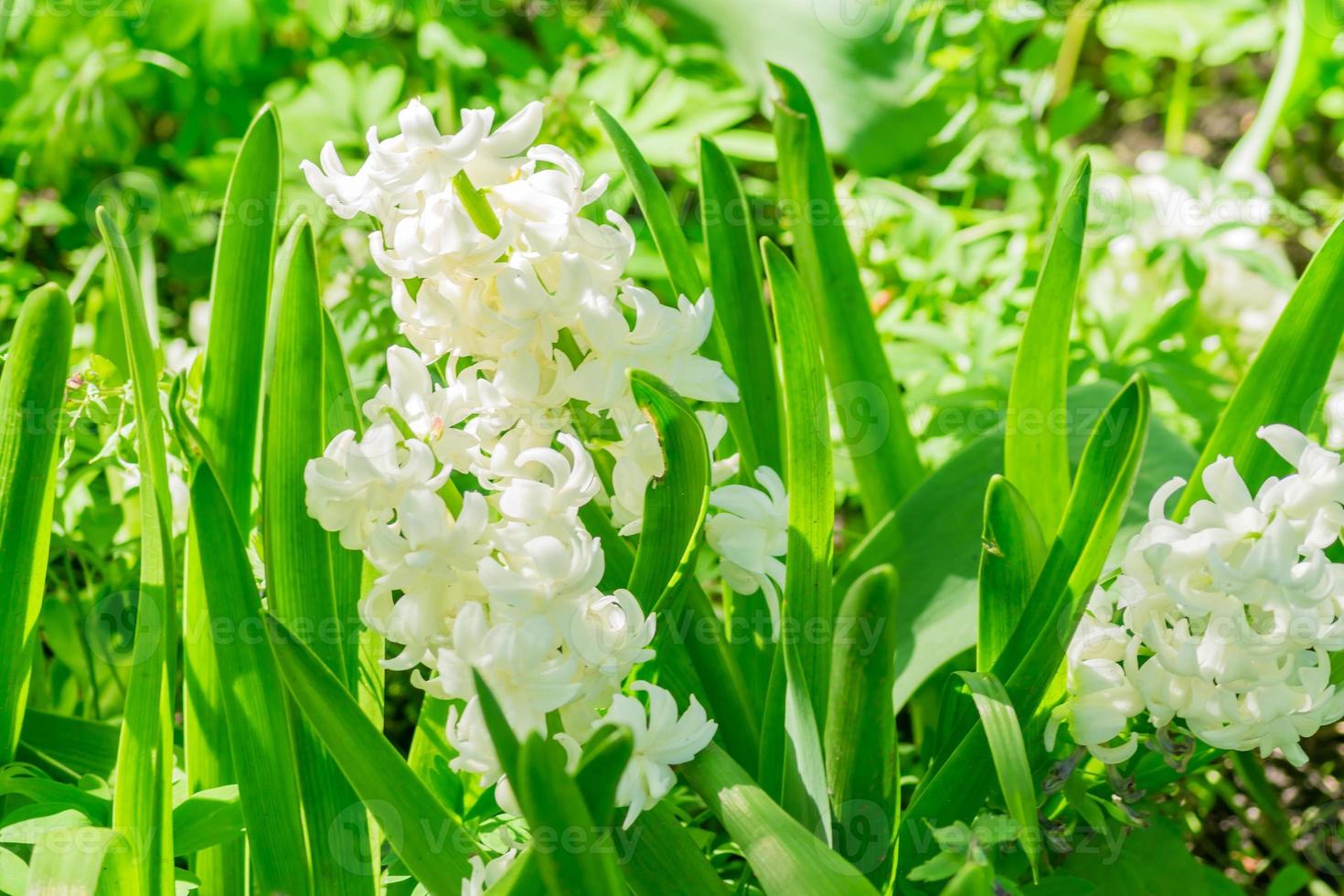 jacinto blanco florido hyacinthus orientalis creciendo en el macizo de flores. fondo floral, jardinería. 10608180 Foto de stock en Vecteezy jacinto blanco florido hyacinthus orientalis creciendo en el macizo de flores. fondo floral, jardinería. 10608180 Foto de stock en Vecteezy