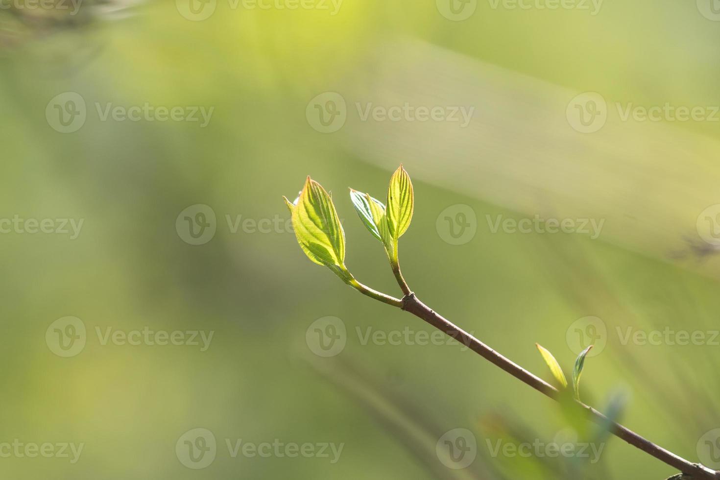 close up of tree branch with first leaves buds. Spring background with copy space. photo