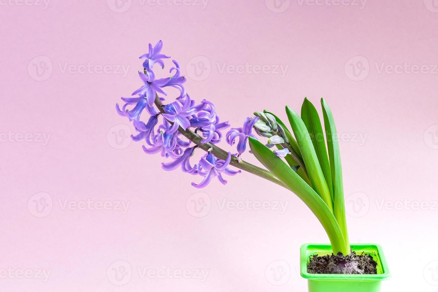 close up of Blooming Blue hyacinth flower on purple background. photo