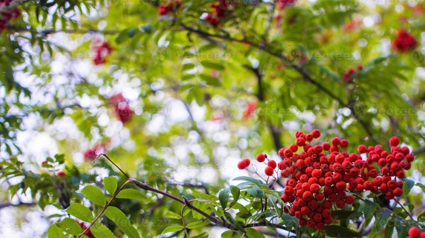 A branches of rowan with red berries background blue sky banner. Autumn and natural background. Autumn banner with rowan berries and leaves. Copy space. photo