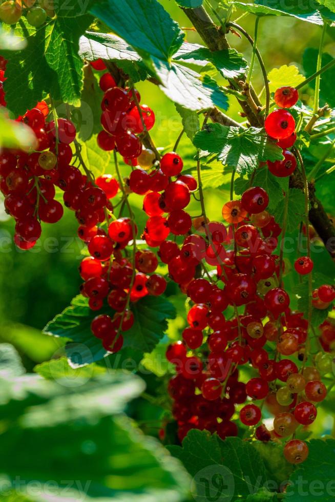 Ripe red currant berries on a branch in the garden. Red currant, currant or ordinary or garden currant Ribes rubrum photo