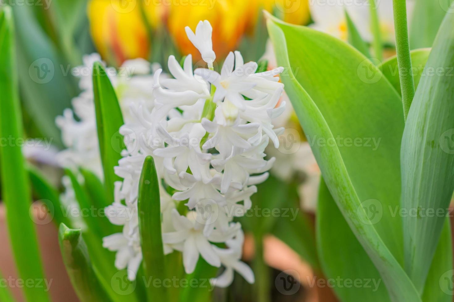 jacinto blanco florido hyacinthus orientalis creciendo en el macizo de flores. fondo floral, jardinería. 10608507 Foto de stock en Vecteezy jacinto blanco florido hyacinthus orientalis creciendo en el macizo de flores. fondo floral, jardinería. 10608507 Foto de stock en Vecteezy