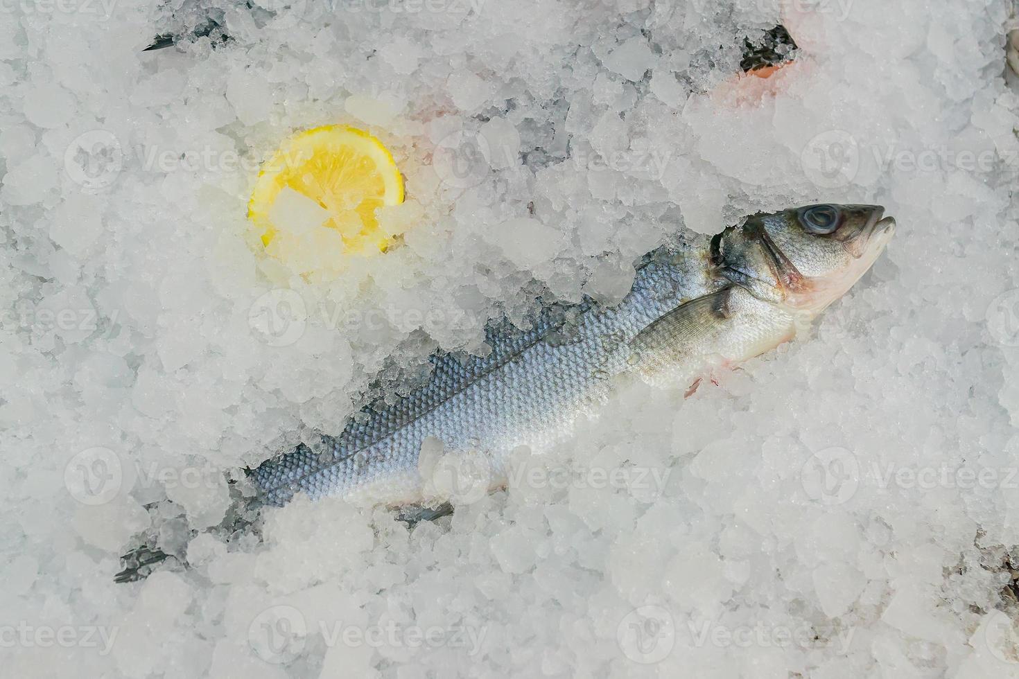 Fresh Seabass in the ice ready for cooking at fish market photo