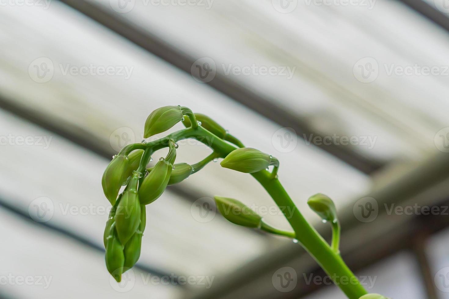 buds on branch of exotic orchid flowers in botanical garden photo