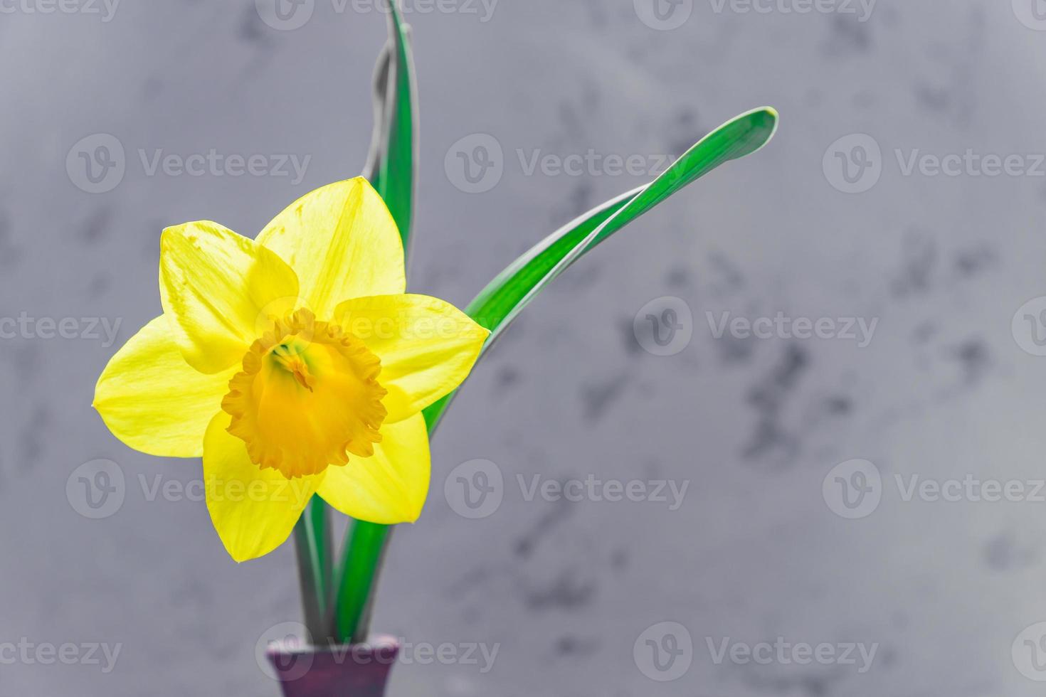 blooming yellow daffodil or narcissus flower inclay vase on gray background photo