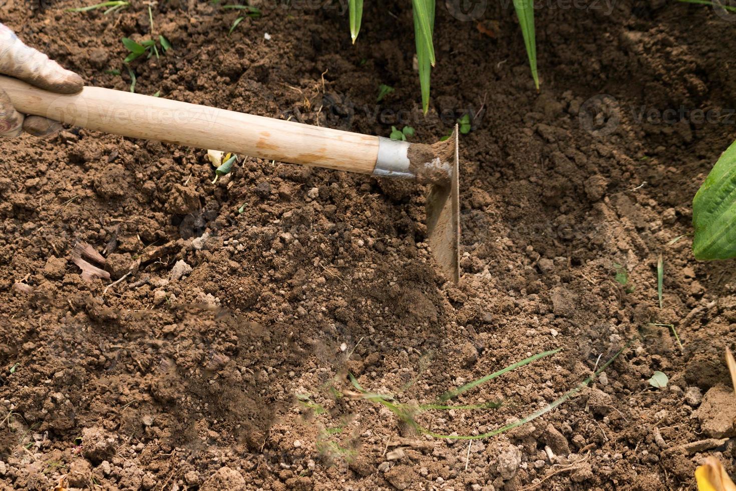 Woman hand remove weeds from garden soil using hoe photo