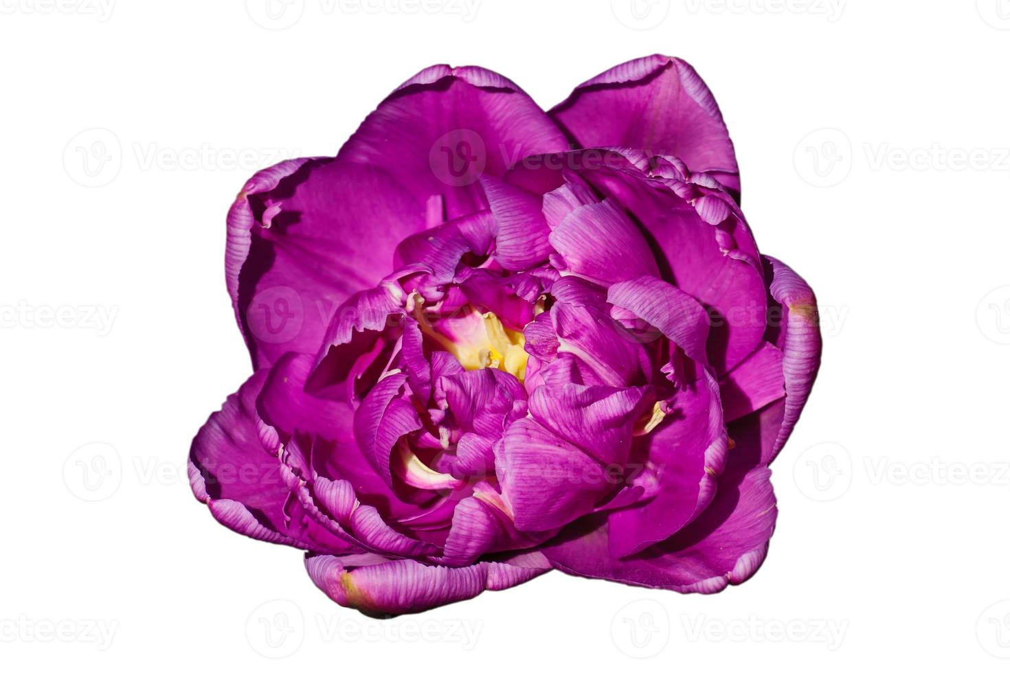 Blooming purple tulip isolated on white background photo