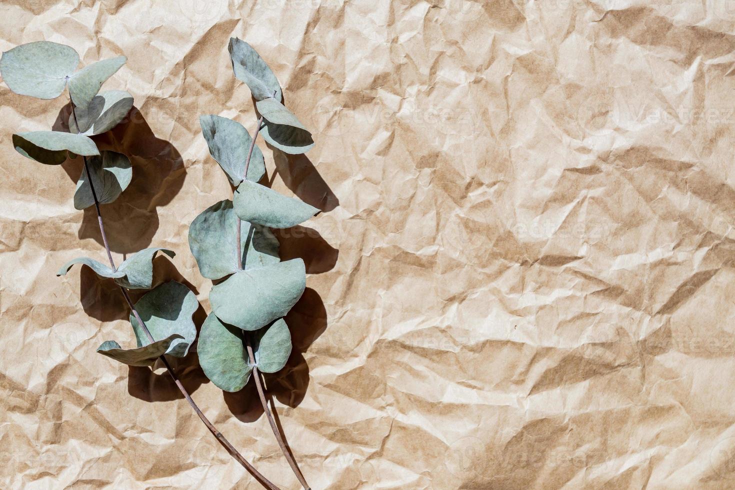 Eucalyptus branches on a paper craft pastel background. Place for text. eco trend. photo