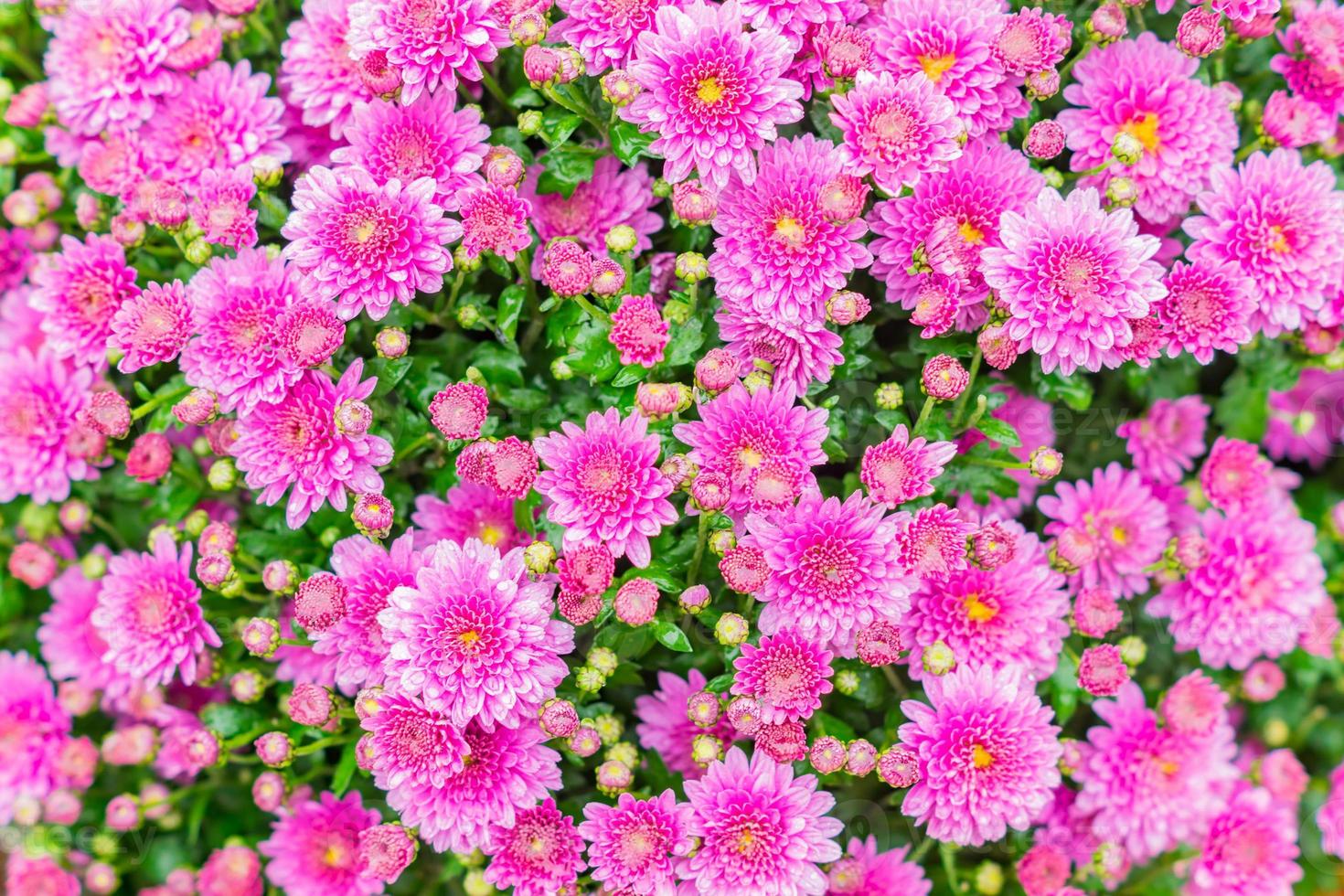flores de crisantemo como fondo. campo de crisantemos rosas. enfoque selectivo 10608987 Foto de stock en Vecteezy flores de crisantemo como fondo. campo de crisantemos rosas. enfoque selectivo 10608987 Foto de stock en Vecteezy