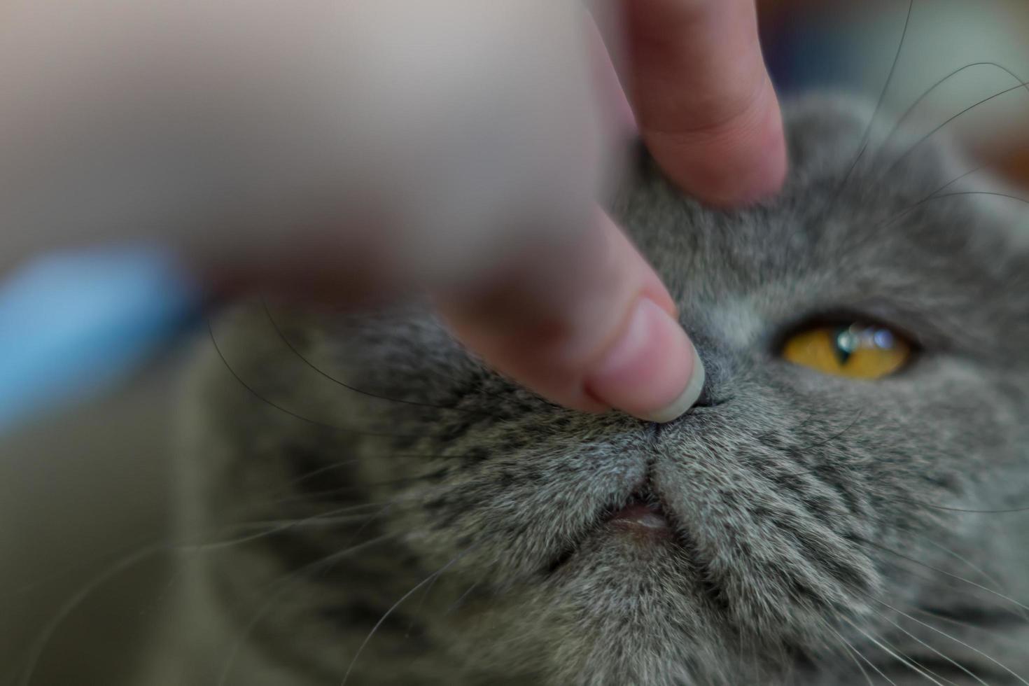 portrait of British Shorthair cat and hand touching his nose, selective focus photo