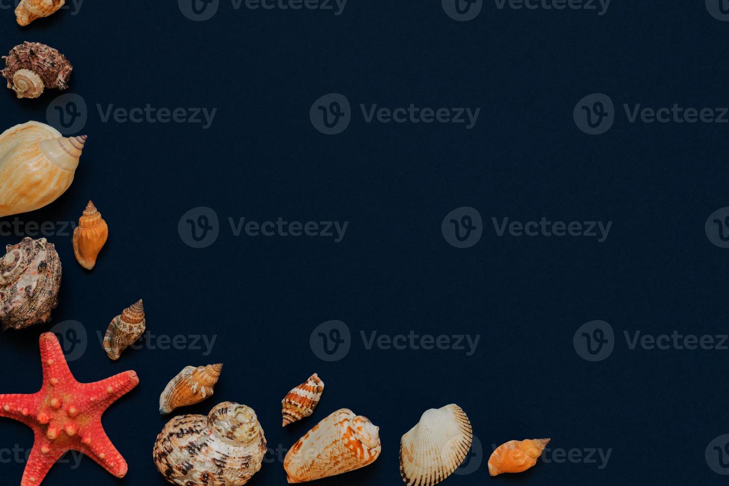 Sea shells and starfish on navy blue background with copy space. summer holiday and vacation concept photo