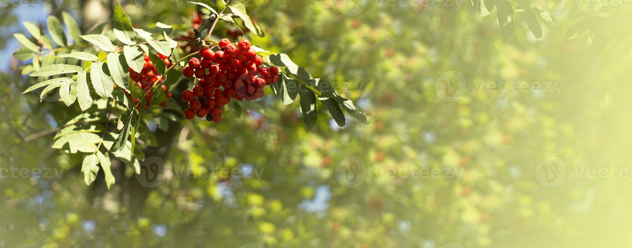 A branches of rowan with red berries bacground yellow lives banner. Autumn and natural background. Autumn banner with rowan berries and leaves. Copy space. photo