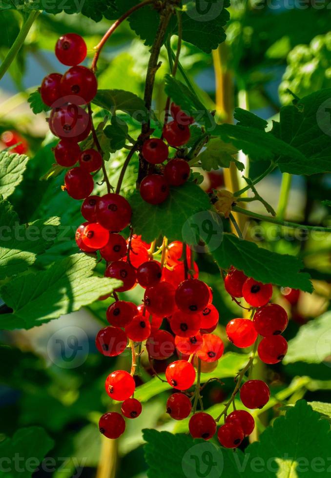 Ripe red currant berries on a branch in the garden. Red currant, currant or ordinary or garden currant Ribes rubrum photo