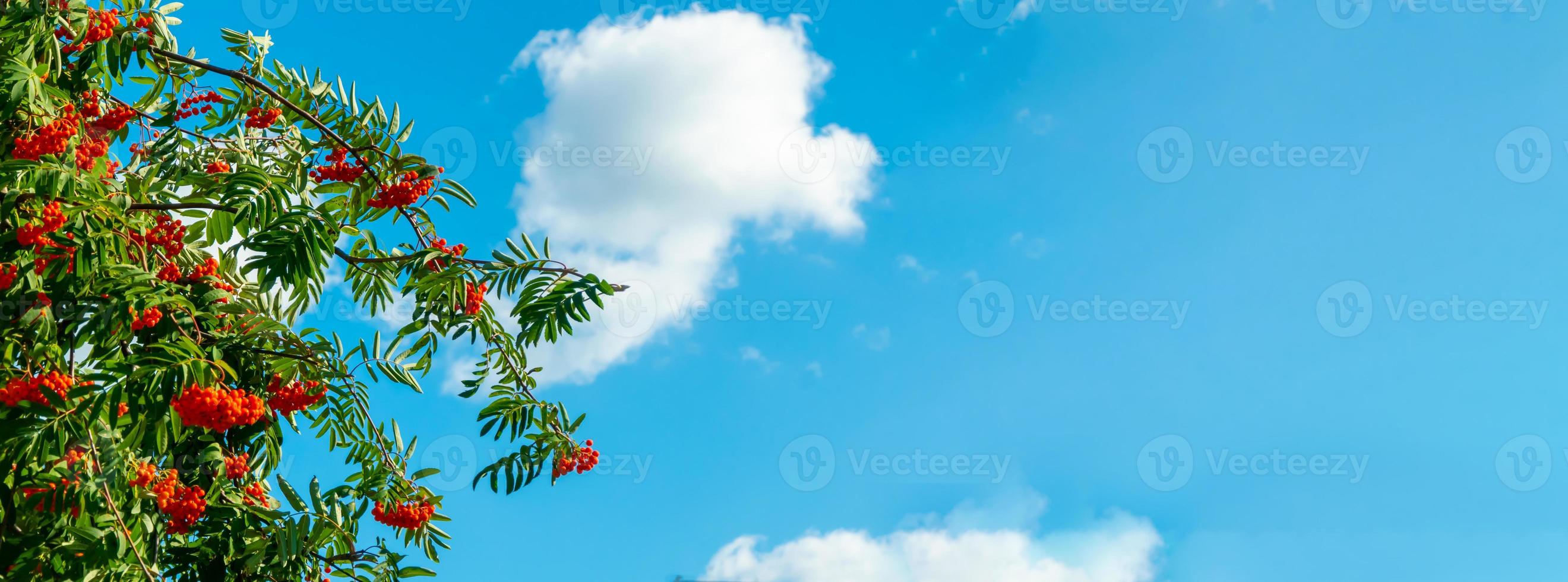 A branches of rowan with red berries background blue sky banner. Autumn and natural background. Autumn banner with rowan berries and leaves. Copy space. photo