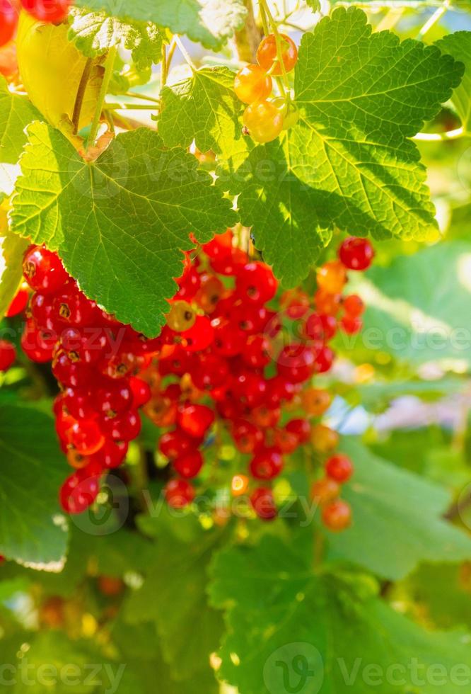 Ripe red currant berries on a branch in the garden. Red currant, currant or ordinary or garden currant Ribes rubrum photo