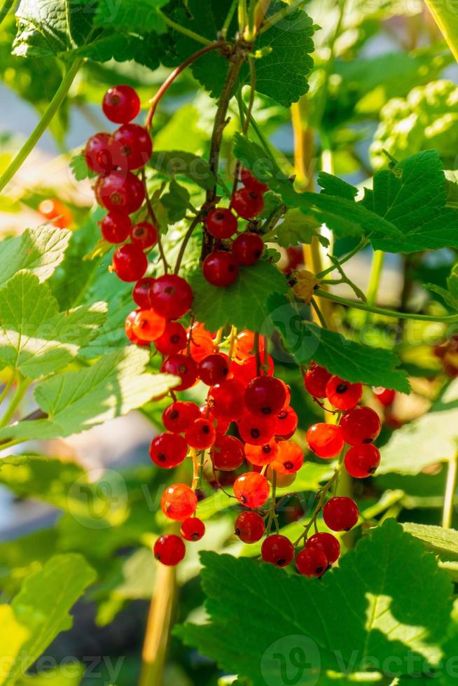 Ripe red currant berries on a branch in the garden. Red currant, currant or ordinary or garden currant Ribes rubrum photo