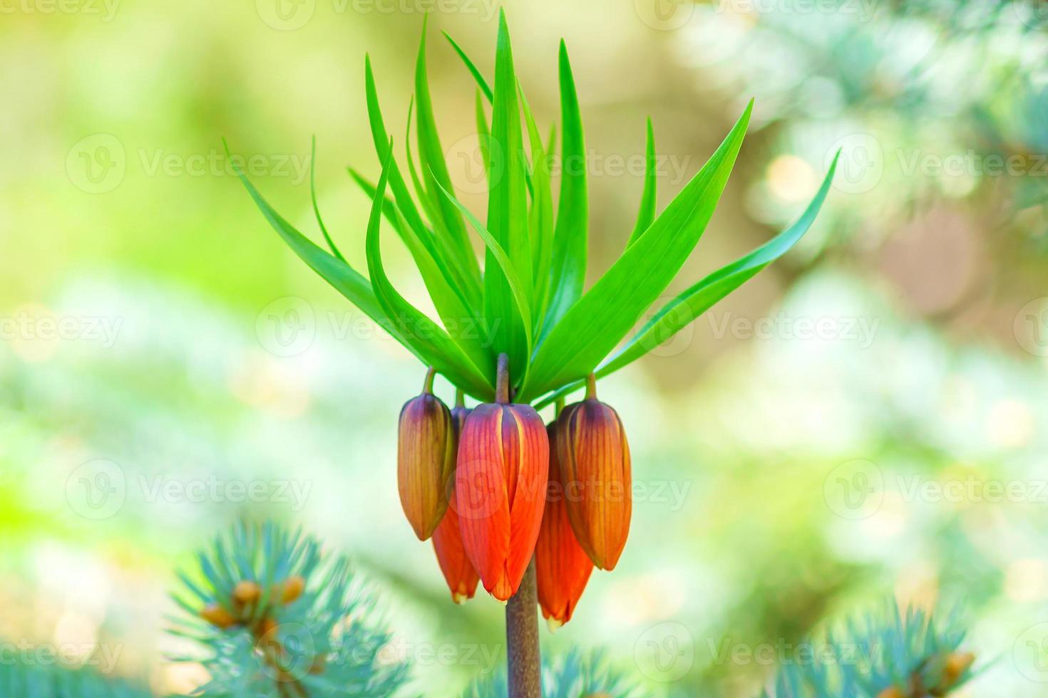 Close up of Fritillaria imperialis or 'Rubra' - exotic flofer in spring garden. photo