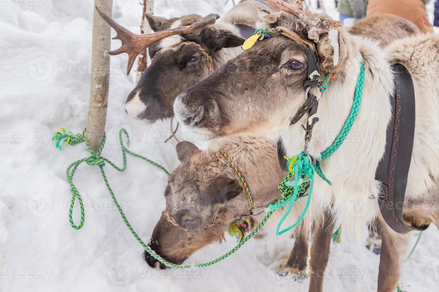 three reindeers sledding in winter forest. photo