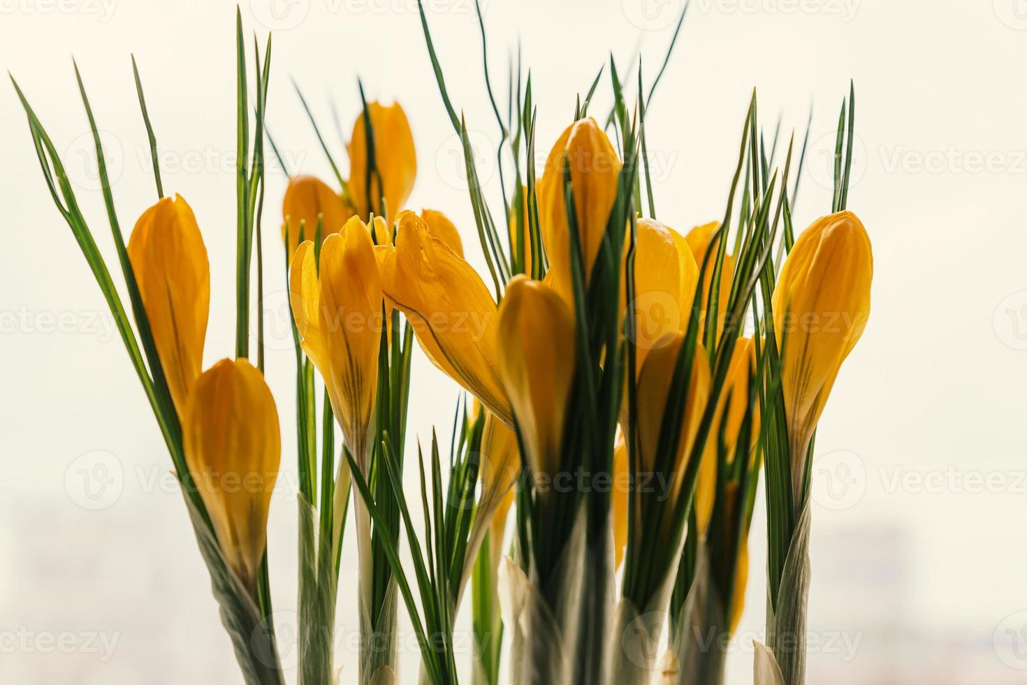 azafranes amarillos en maceta de plástico en el alféizar de la ventana. flores de primavera, jardinería doméstica foto